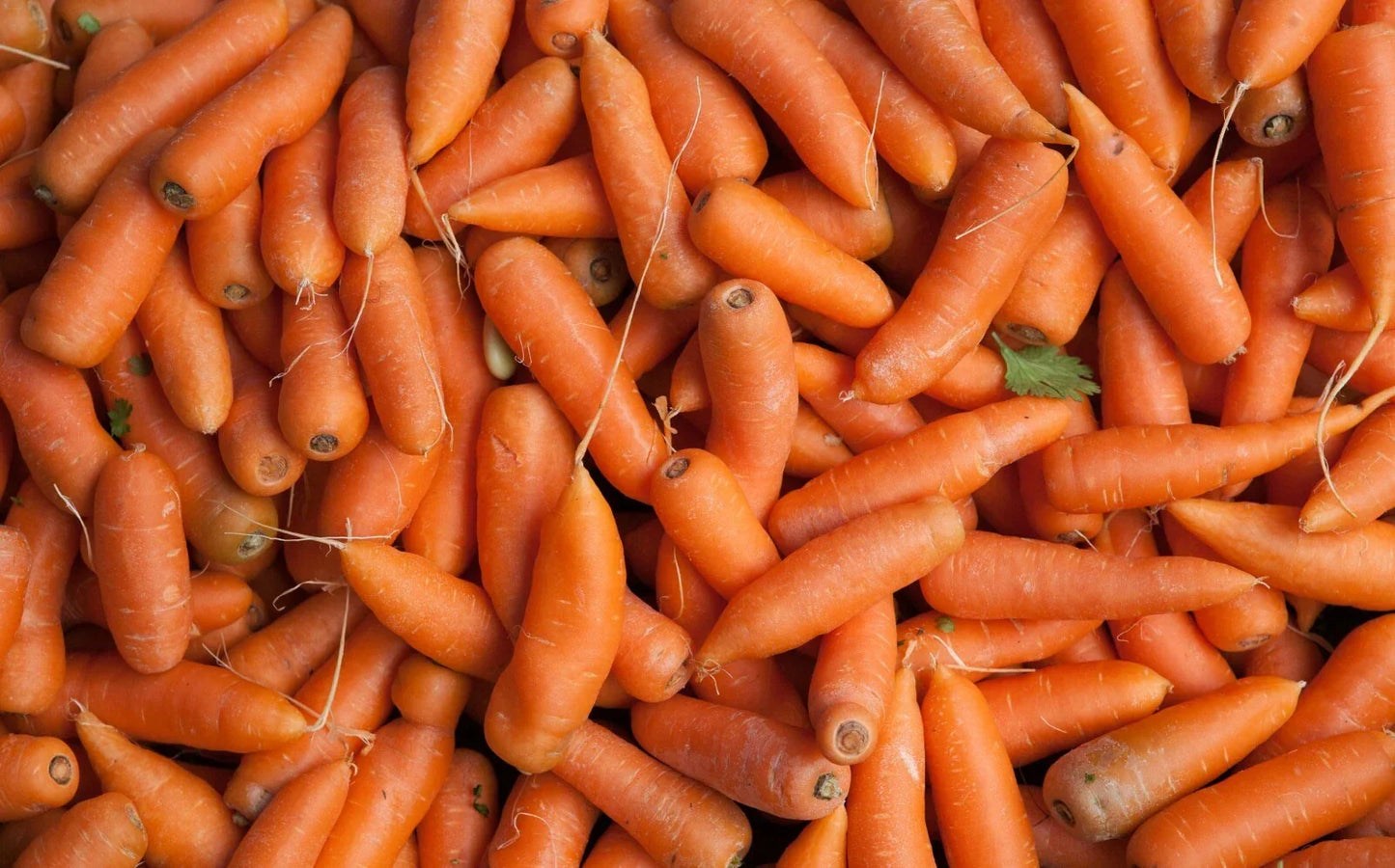 Tendersweet Carrot Seeds - Organic, Heirloom, Sweet Flavor, 1000 Seeds - Daucus carota sativus for Home Garden & Container Growing