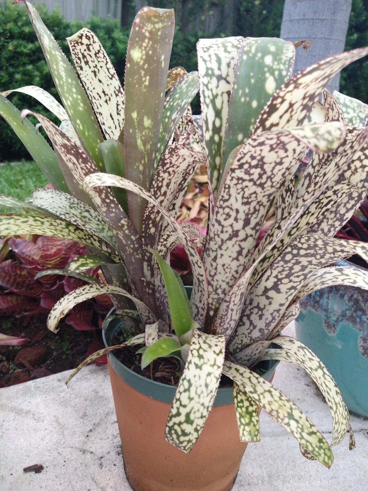 Bromeliad Plant - Billbergia CASA BLANCA - Tropical Indoor Houseplant - Exotic Green Foliage - Billbergia nutans