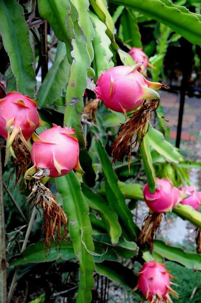 Dragon Fruit Cuttings 10-14 Inches Hylocereus undatus Healthy Plant for Garden or Indoor Growing