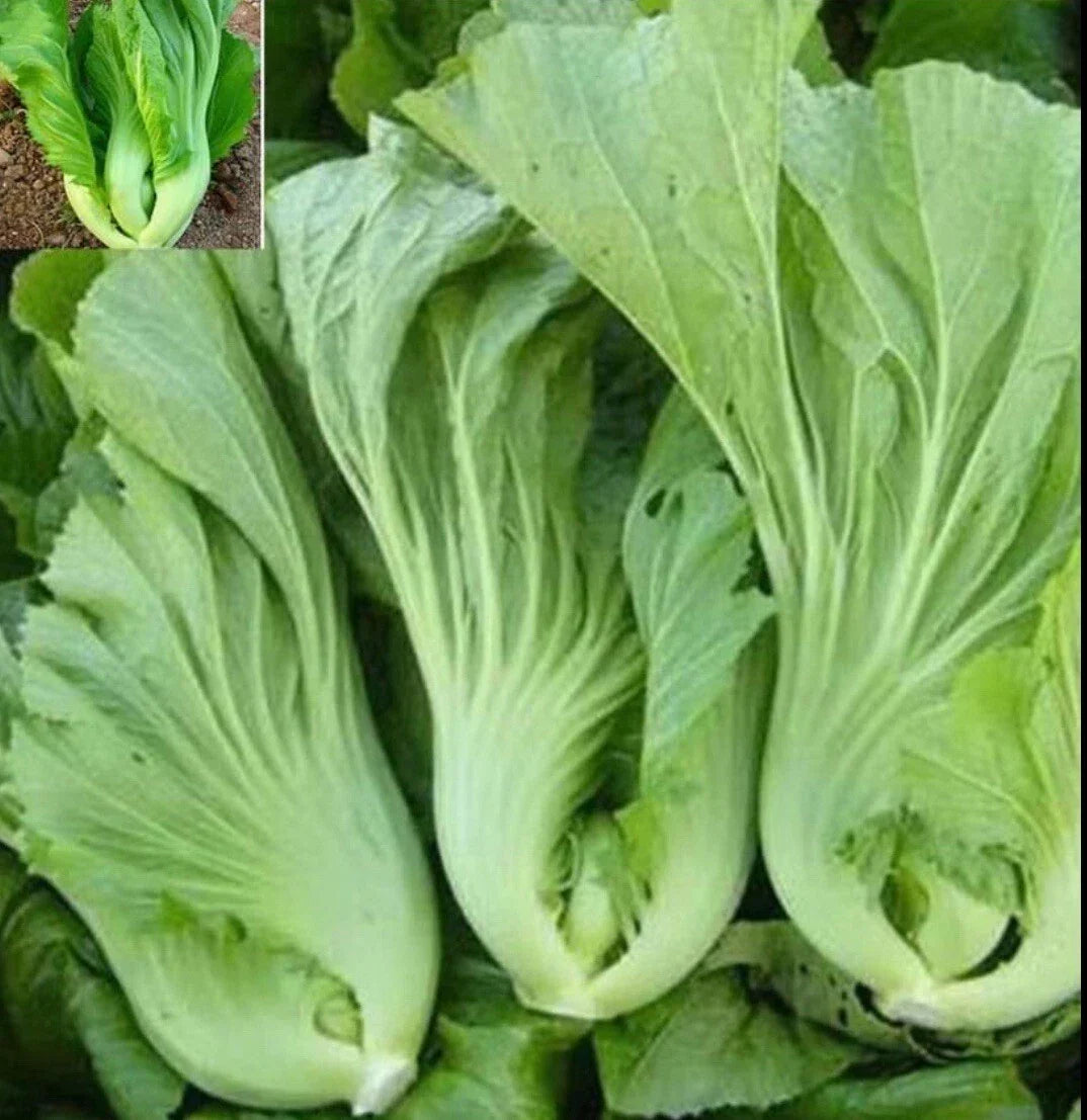 Chinese Mustard Seeds Pack – Brassica juncea, Shuidong Gai Choi, 200+ Organic Non-GMO Seeds for Home Gardening