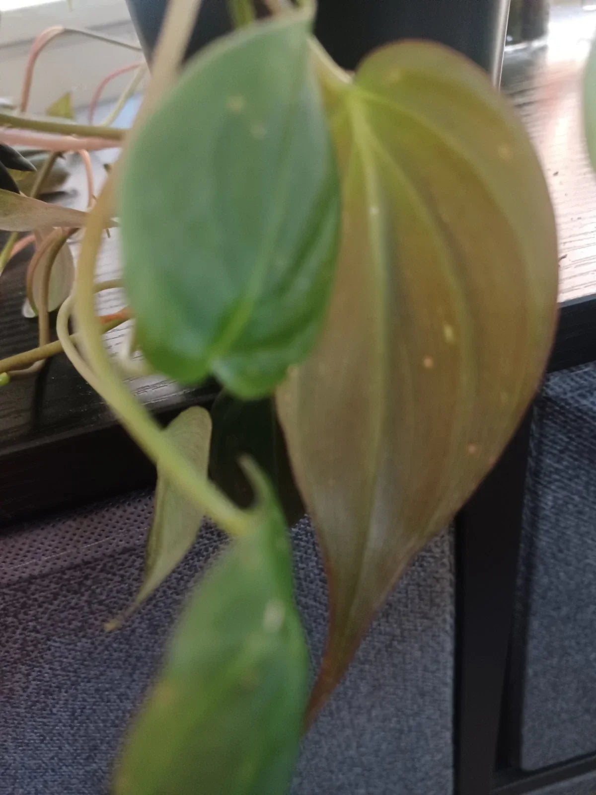 Philodendron Cuttings - Mican Velvety Variety - 3 Healthy Propagation Plants - Philodendron micans Indoor Plant
