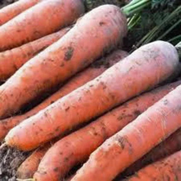 Scarlet Nantes Carrot Seeds - Heirloom Daucus carota, 50+ Premium Seeds for Fresh Snacks, Easy to Grow, Vibrant Orange Root
