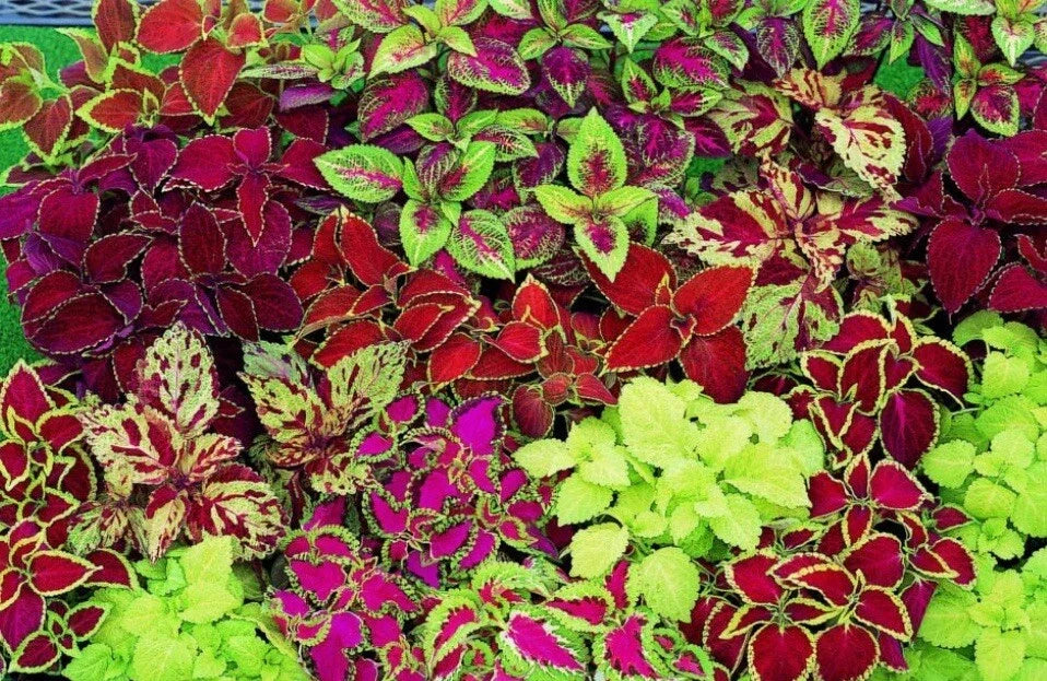 Coleus Seeds - Rainbow Mix, 100+ Seeds, Colorful Foliage, Plectranthus scutellarioides, Annual Plant for Garden & Indoor