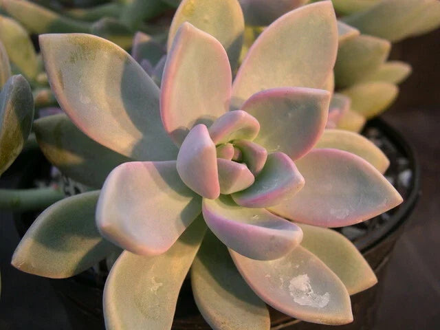 Ghost Plant Cuttings - Graptosedum Rosette Succulent for Home Decor & Gardening - Cascading Succulent Plant