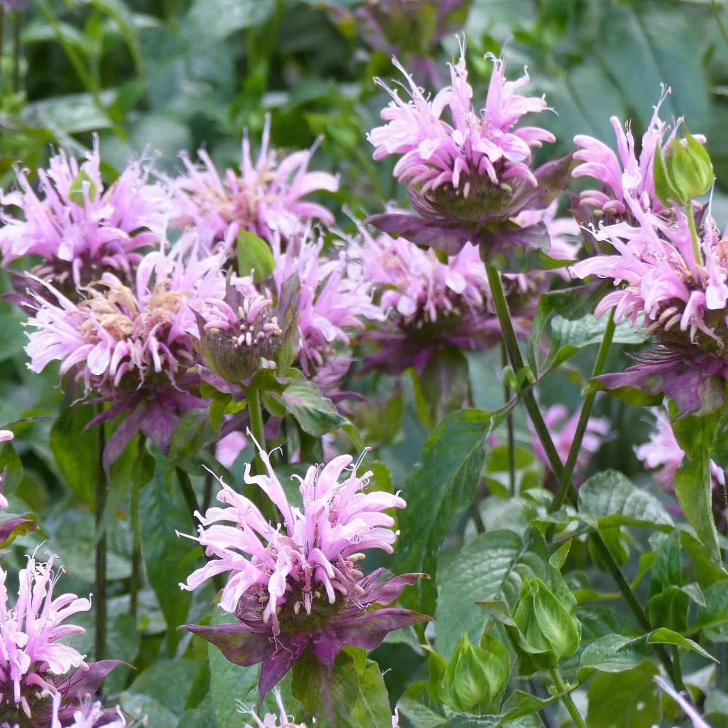 Wild Bergamot Seeds, Monarda fistulosa, Pollinator-Friendly, Attracts Bees & Butterflies, Non-GMO, Resealable Packet
