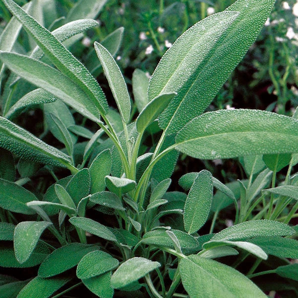 Broadleaf Sage Herb Seeds Pack of 400+ | Salvia officinalis Culinary Herb for Garden & Cooking