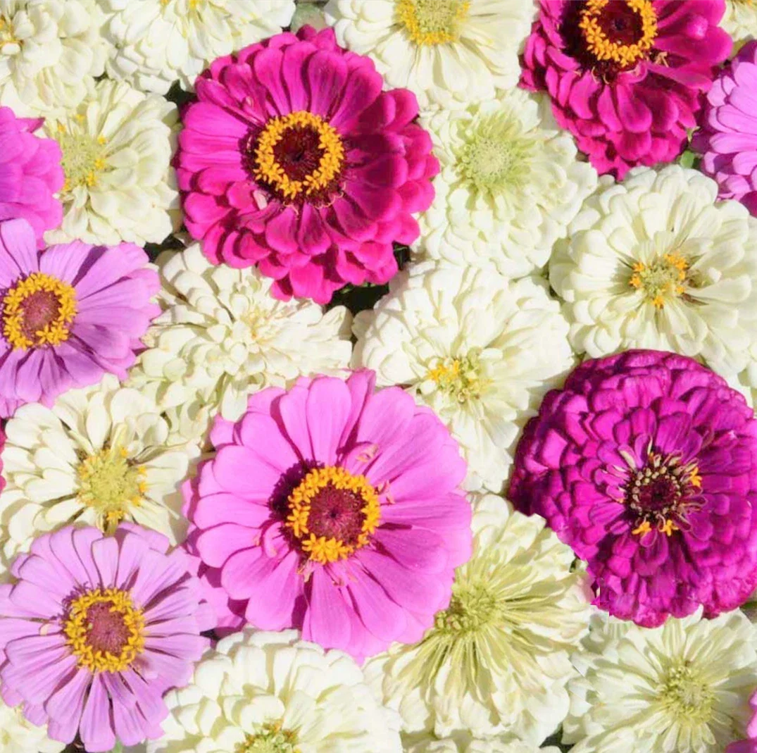 Zinnia Seeds Mix - Blueberry Cheesecake Variety - Purple, Lavender, White Flowers - Zinnia elegans Seed Packet