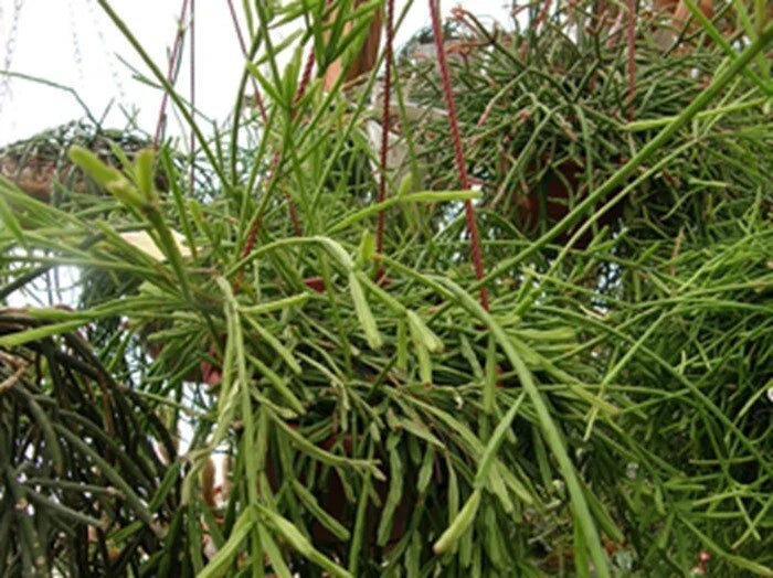 Rhipsalis Cutting 4 Inches with Yellow/White Flowers, Branching, Rhipsalis sulcata, Indoor Plant, Succulent Cordyline
