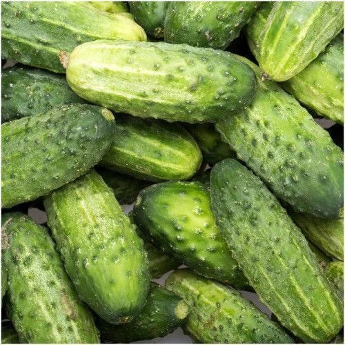 Cucumber Seeds Pack - SMR58 Non-GMO Cucumis sativus for Home Gardening and Pickling, Vining Climbing Variety