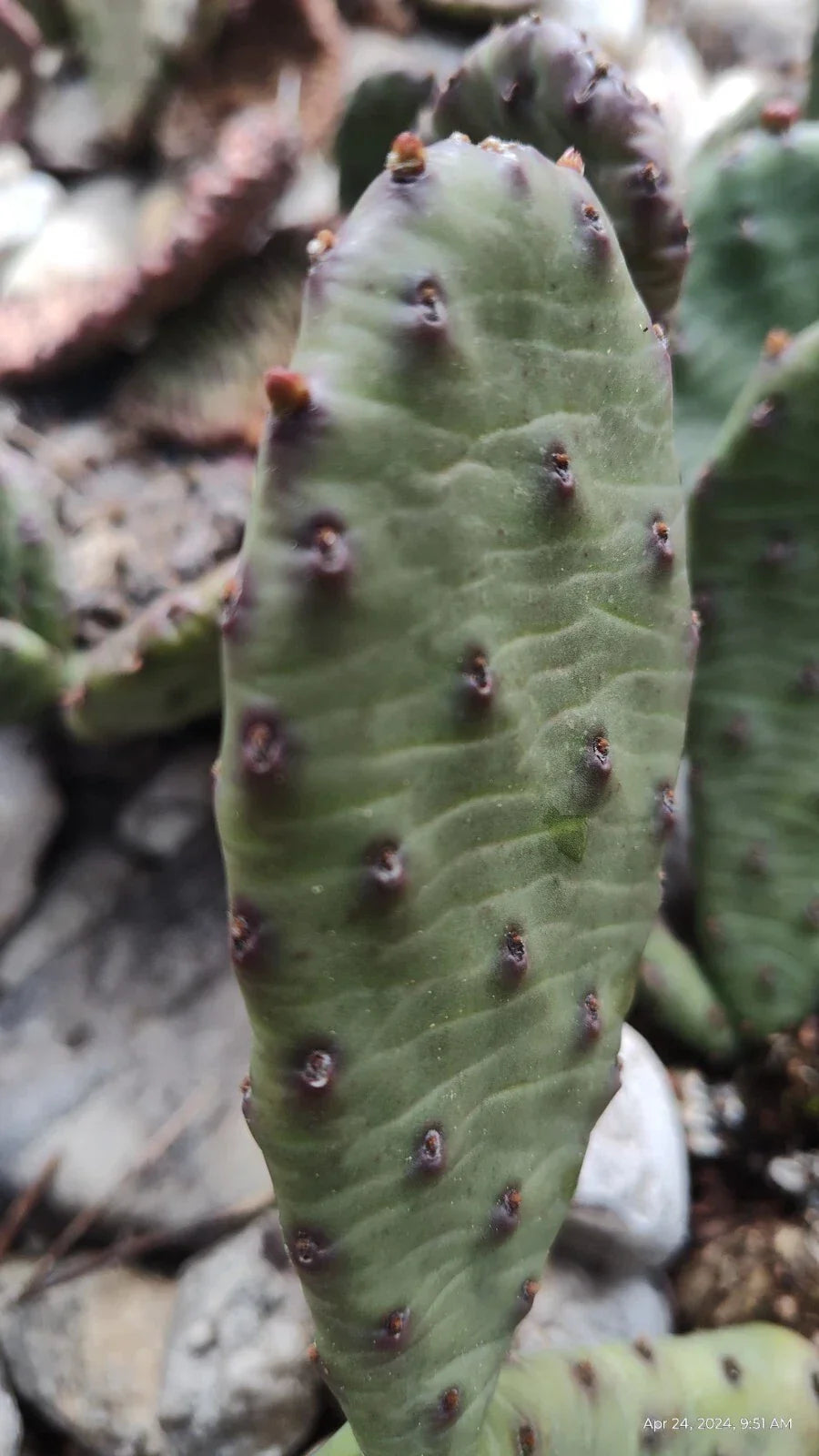 Winter Hardy Prickly Pear Cactus 2 Pads 4 Inch Opuntia Ficus-Indica Desert Plant for Garden or Landscape