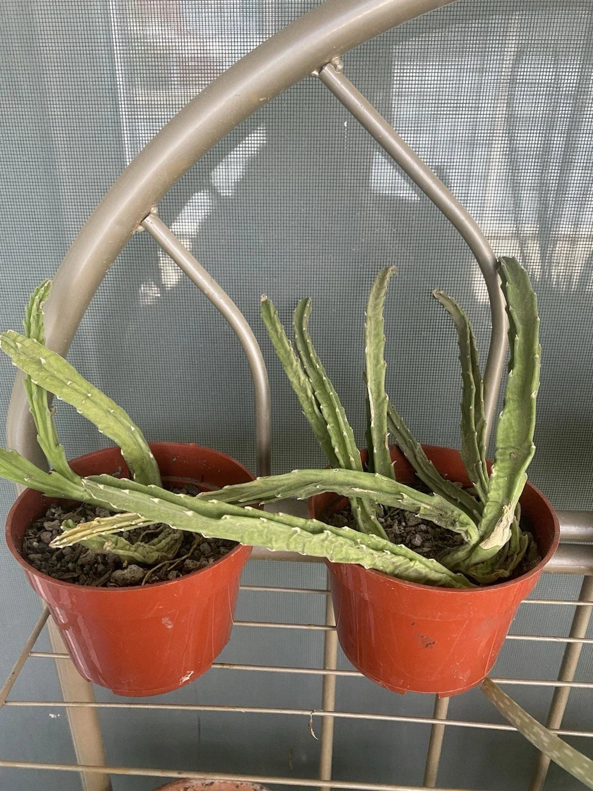 Stapelia Gigantea Live Plant 4-Inch Pot | Starfish Plant Succulent | Drought-Resistant Indoor Outdoor Garden