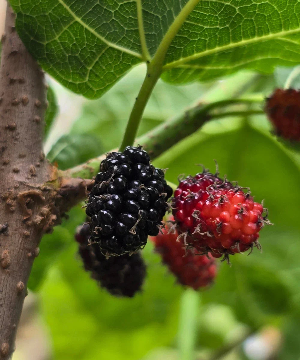 Black Mulberry Cuttings - 20+ Fresh Morus nigra Rooting Grafts for Fruit Tree Cultivation