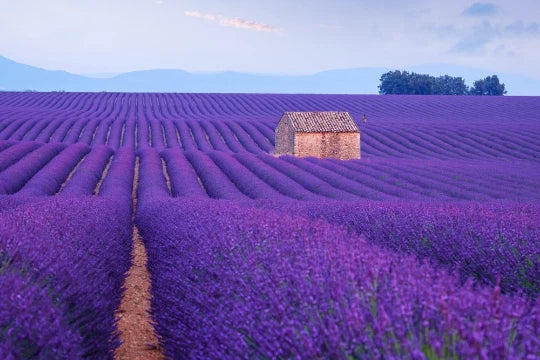 500 Lavender Seeds for Planting - English Lavender Herbs - Lavandula angustifolia - Aromatic Purple Blooms for Garden