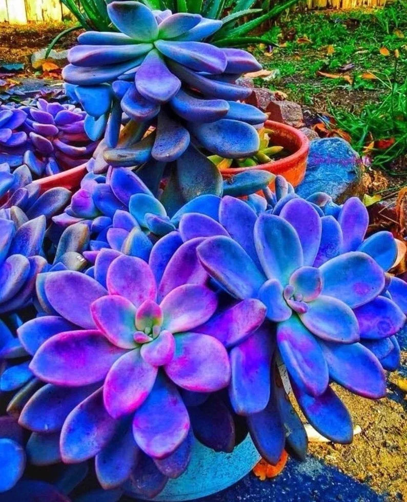 Blue Succulents Seeds Pack | Lithops spp. Drought-Tolerant Indoor Cactus Seeds for Gardening