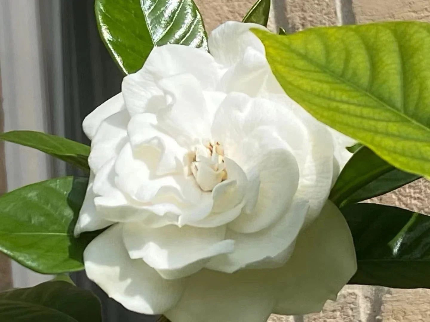 20 Gardenia Jasminoides Cuttings, August Beauty White Fragrant Gardenia, Easy Propagation, Shrub, Indoor & Outdoor Plant
