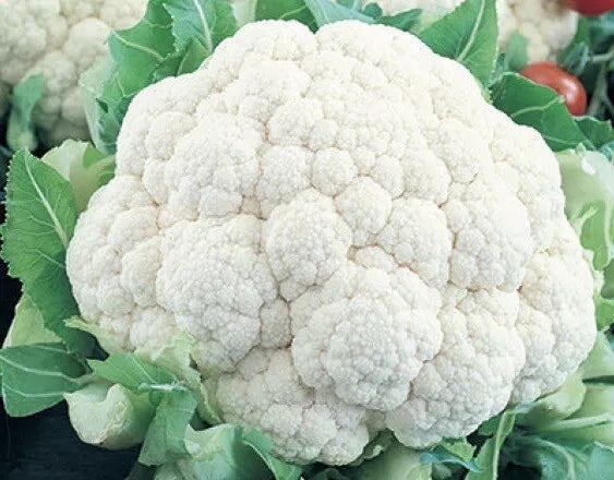 Cauliflower Seeds 400+ Count Non-GMO Heirloom Brassica oleracea Self Blanching for Home Garden