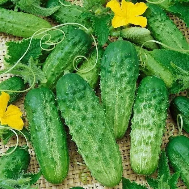 Parisian Gherkin Cucumber Seeds – 120+ Non-GMO Seeds for Pickling & Salad – Cucumis sativus, Compact Vining Growth, 2015 AAS Winner
