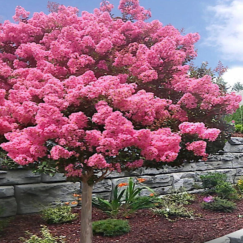 Crape Myrtle Seeds - Lagerstroemia Indica - Lilac Flowering Plant for Gardens, Borders & Containers