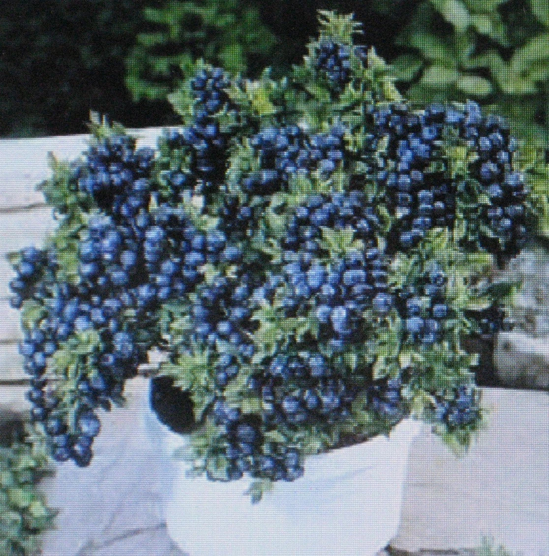 Dwarf Blueberry Bonsai Plant 4-Inch Pot Vaccinium corymbosum 'Top Hat' Fruit-Bearing Container Specimen