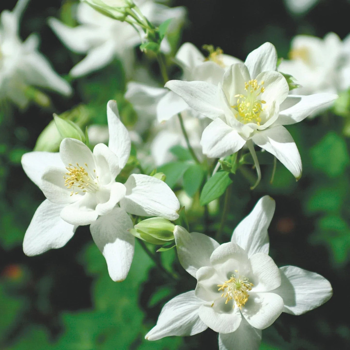 Columbine Seeds | Crystal Star Variety | Non-GMO Aquilegia caerulea Flower Seeds for Pollinator Gardens