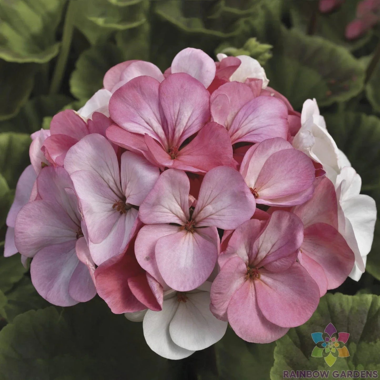 Pinto Geranium Seeds 25+ Pelargonium × hortorum White to Rose Flowering Annual for Garden Beds & Containers