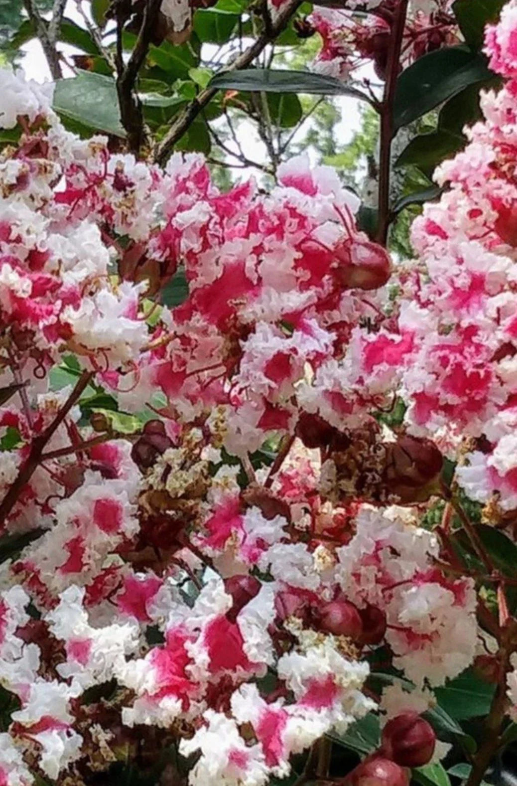 Fresh Crepe Myrtle Cuttings Queen's Lace Variegated Dark Pink & White Lagerstroemia indica