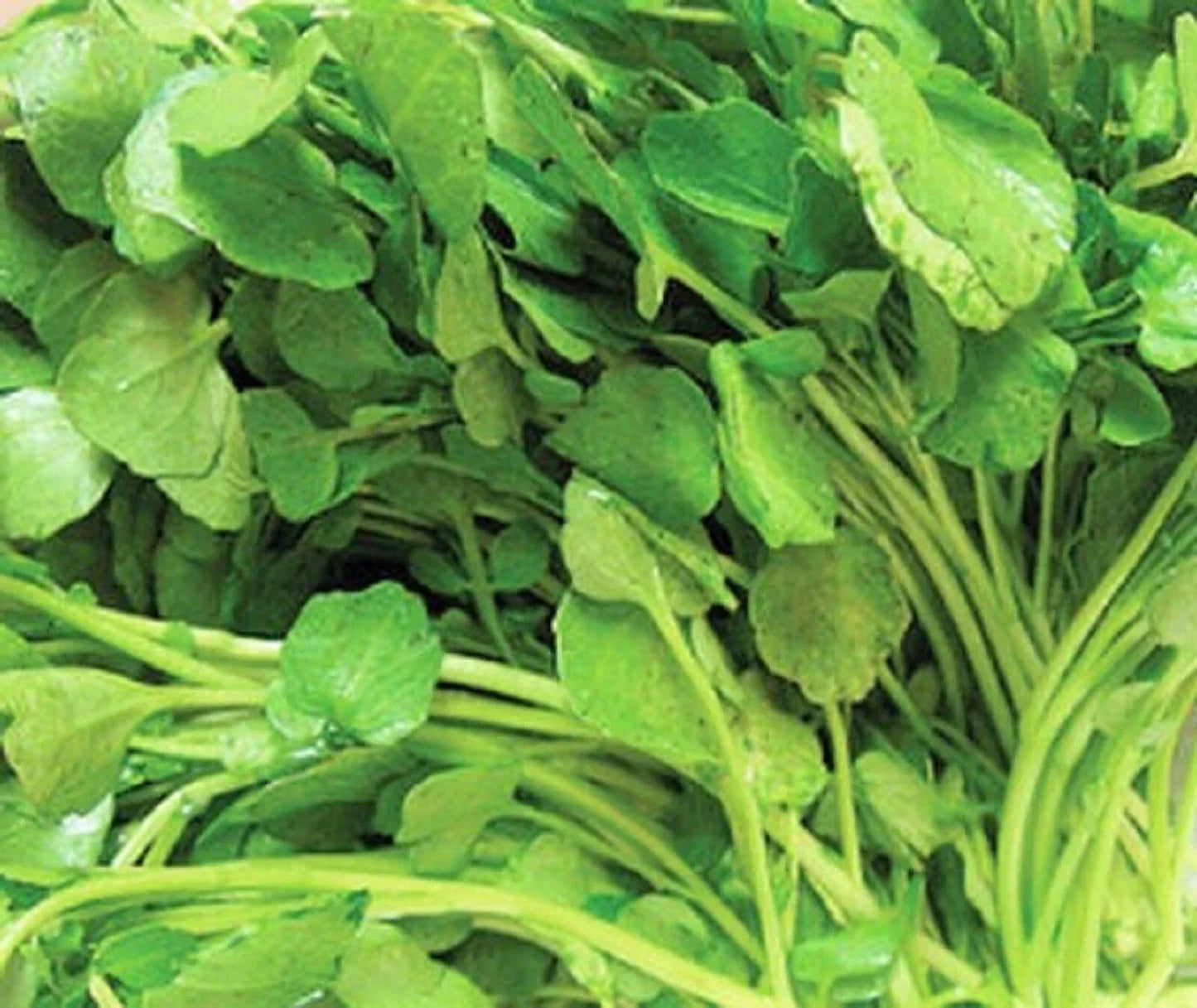 Upland Cress Seeds - Non-GMO Barbarea verna for Gardening, Salad Greens, Nutritional Superfood, 500+ Seeds