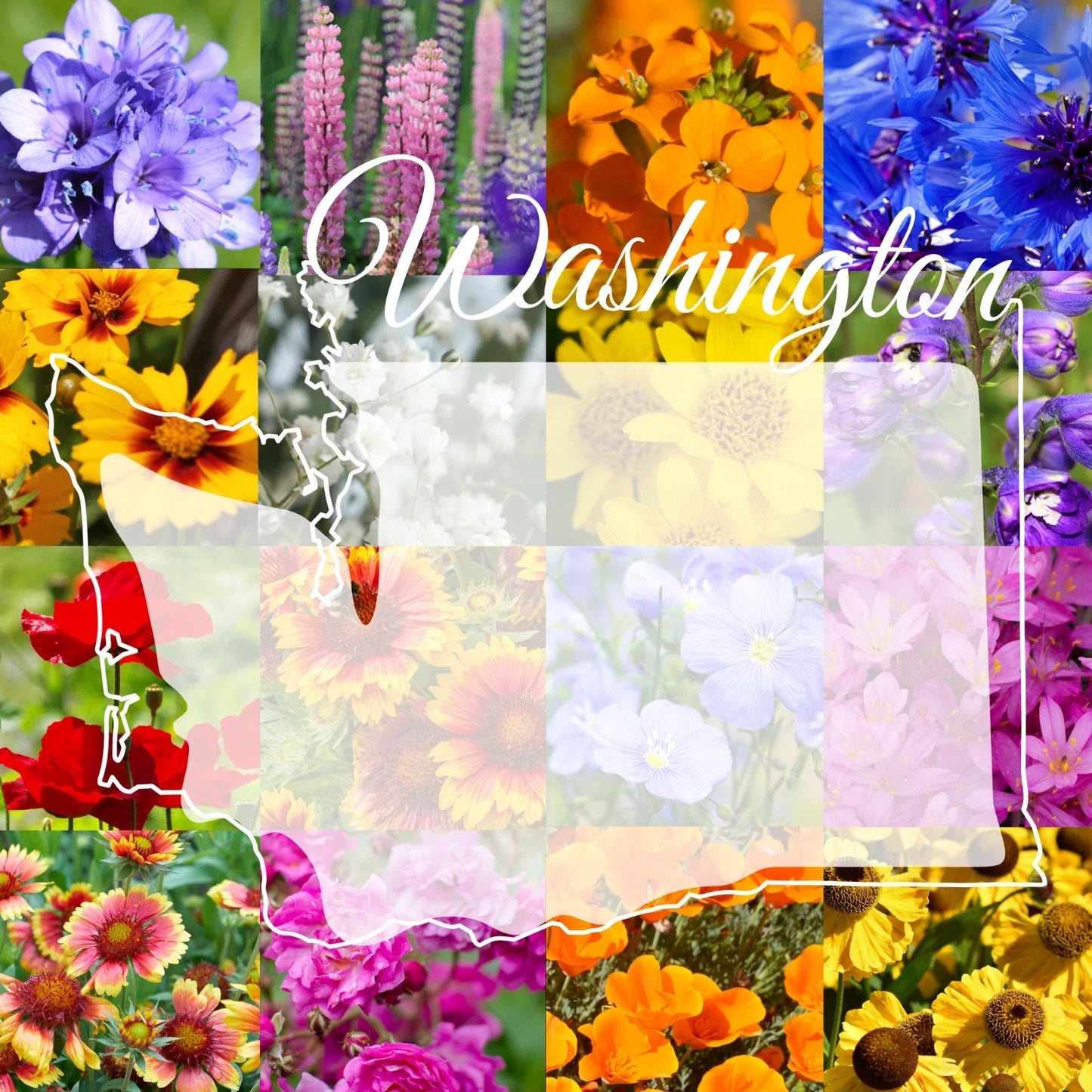 Wildflower Seed Mix 1/4 Pound Bulk for Washington Native Wildflowers, Eco-Friendly Gardening, Pollinator Attracting, 800 sq ft Coverage