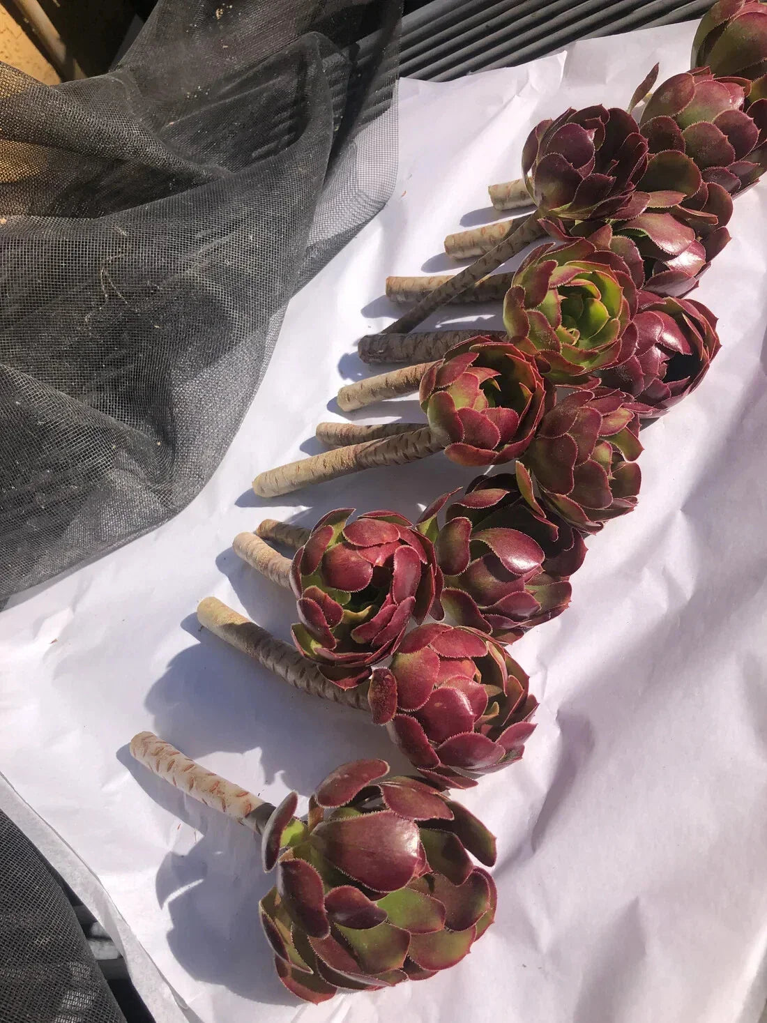 Red Aeoniums Cuttings - 6" Tall "Jack Catlin" Succulent Variety, Unrooted, 12 Plants for Garden or Container Display