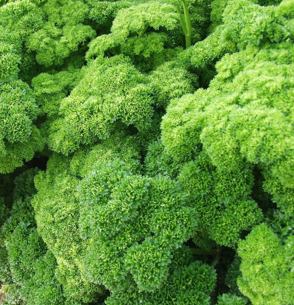 Triple Moss Curled Parsley Seeds - Petroselinum crispum Herb Garden Seeds for Culinary Use, Non-GMO, Pack of 100