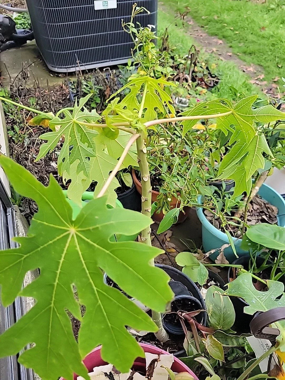 Red Lady Papaya Tree - Bare Root Tropical Fruit Plant Carica papaya for Home Garden and Landscaping
