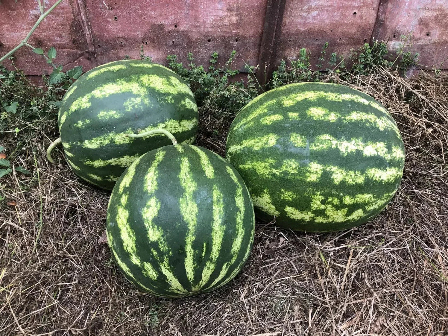 Crimson Sweet Watermelon Seeds - Non-GMO Organic Heirloom Citrullus lanatus, Red Flesh, 25+ Seeds for Home Garden & Summer Harvest