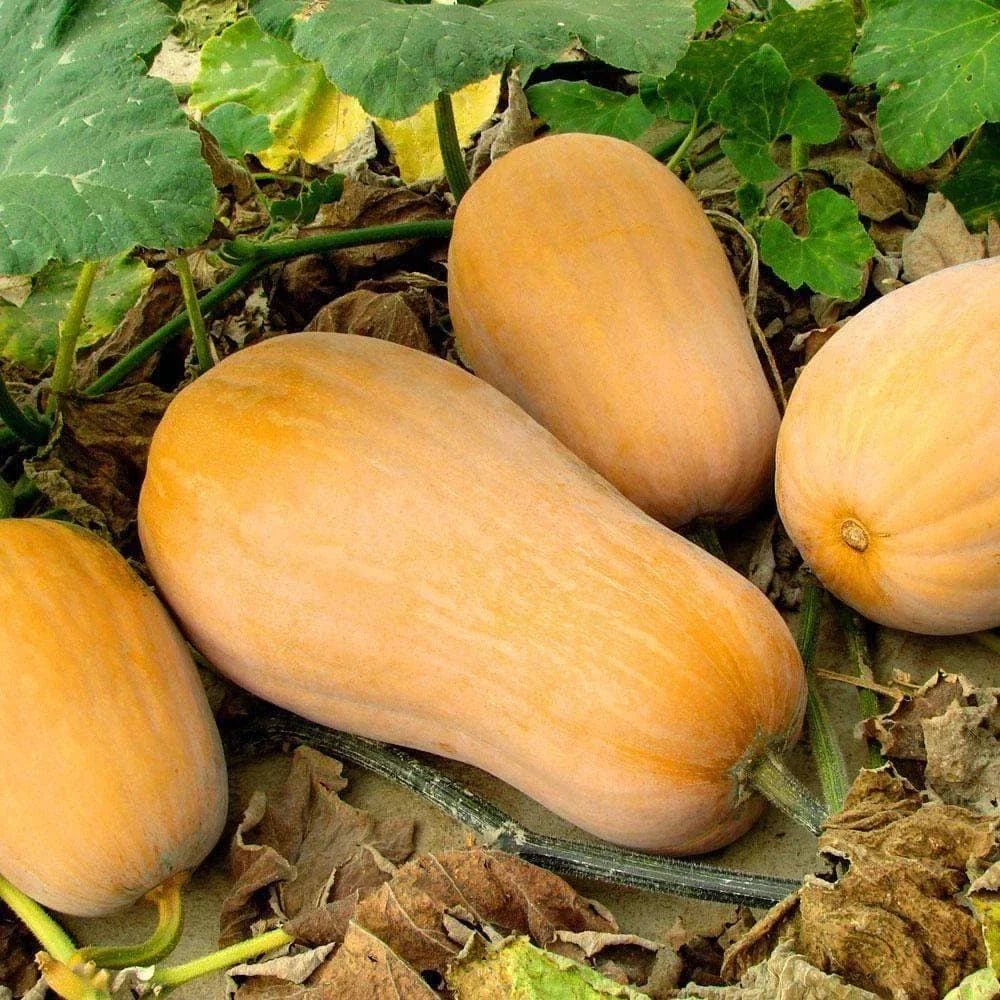 Waltham Butternut Squash Seeds - Heirloom Cucurbita moschata, Non-GMO, Full Sun, 2025 Planting, Home Garden, Cooking