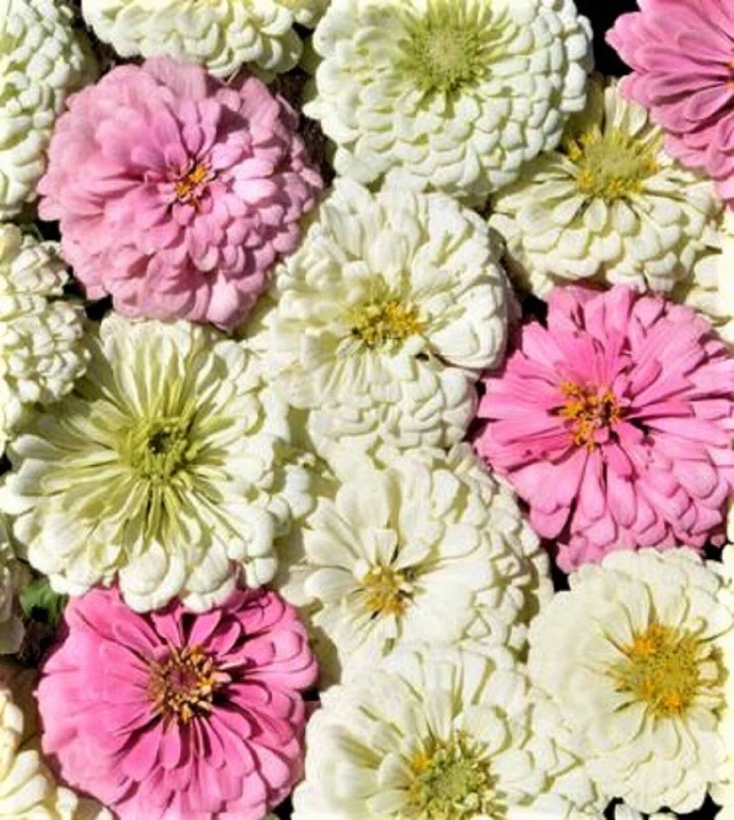 Blushing Bride Zinnia Seeds - 100+ Pink and White Flowering Annual Seeds for Garden, Borders, and Cut Flowers - Zinnia elegans
