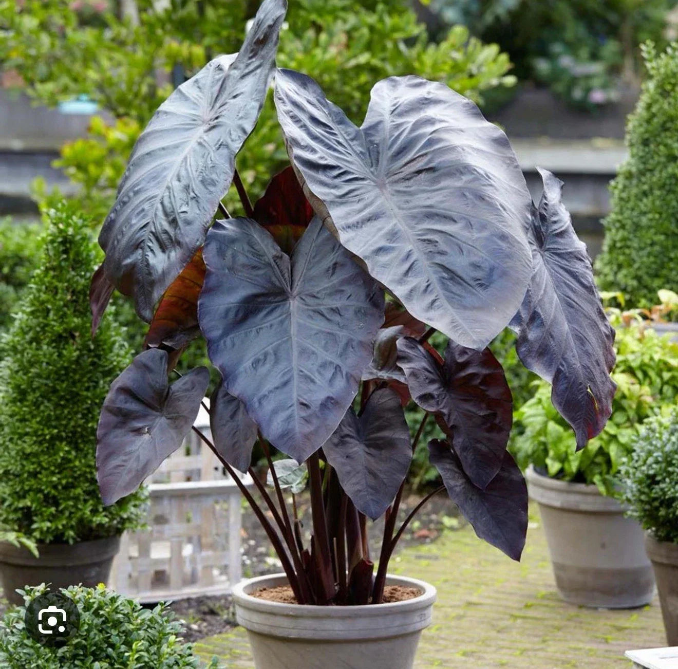 Diamond Head Colocasia esculenta Elephant Ear Small Rooted Starter Plant, Lush Foliage, Moist Soil, Easy Care