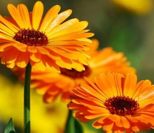 Calendula Officinalis Seeds – Pot Marigold Flower Seeds for Garden, Ornamental & Medicinal Herb, 25 Pack