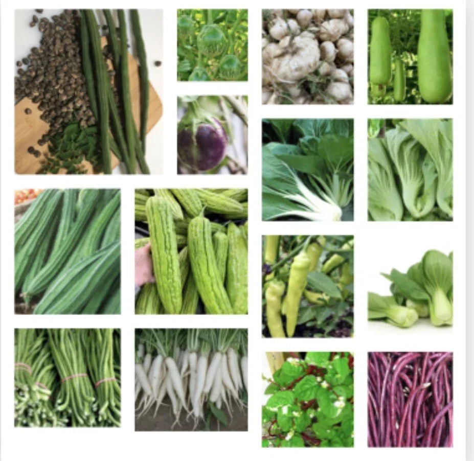 Asian Vegetable Seeds Set of 23 Packets – Non-GMO, Full Sun, Home Garden, Urban Farming, Includes Bok Choy, Daikon, Chinese Eggplant