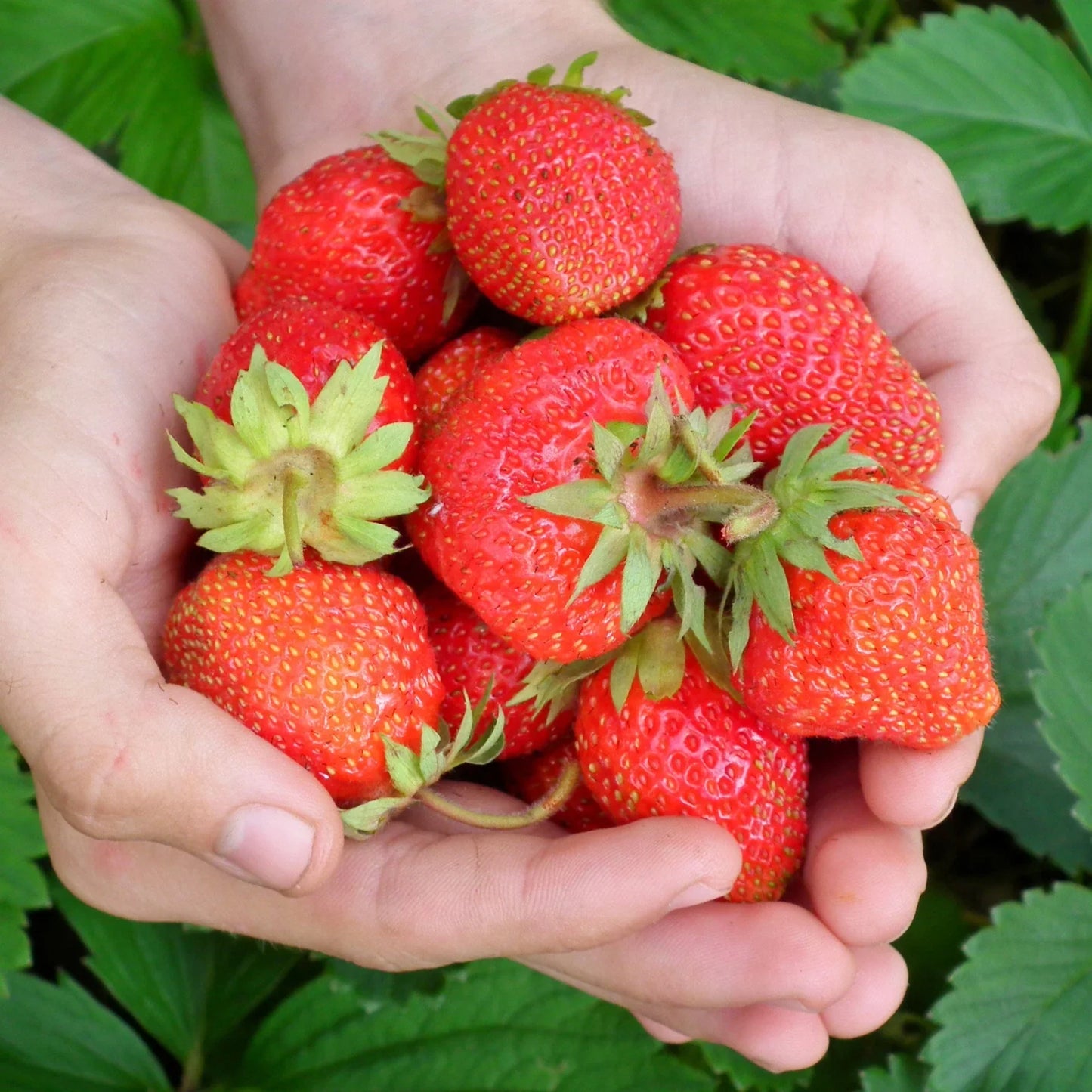 Everbearing Strawberry Roots - Bare Root Plants, Evie Variety, Fragaria × ananassa, Continuous Harvest, Sweet Fruit