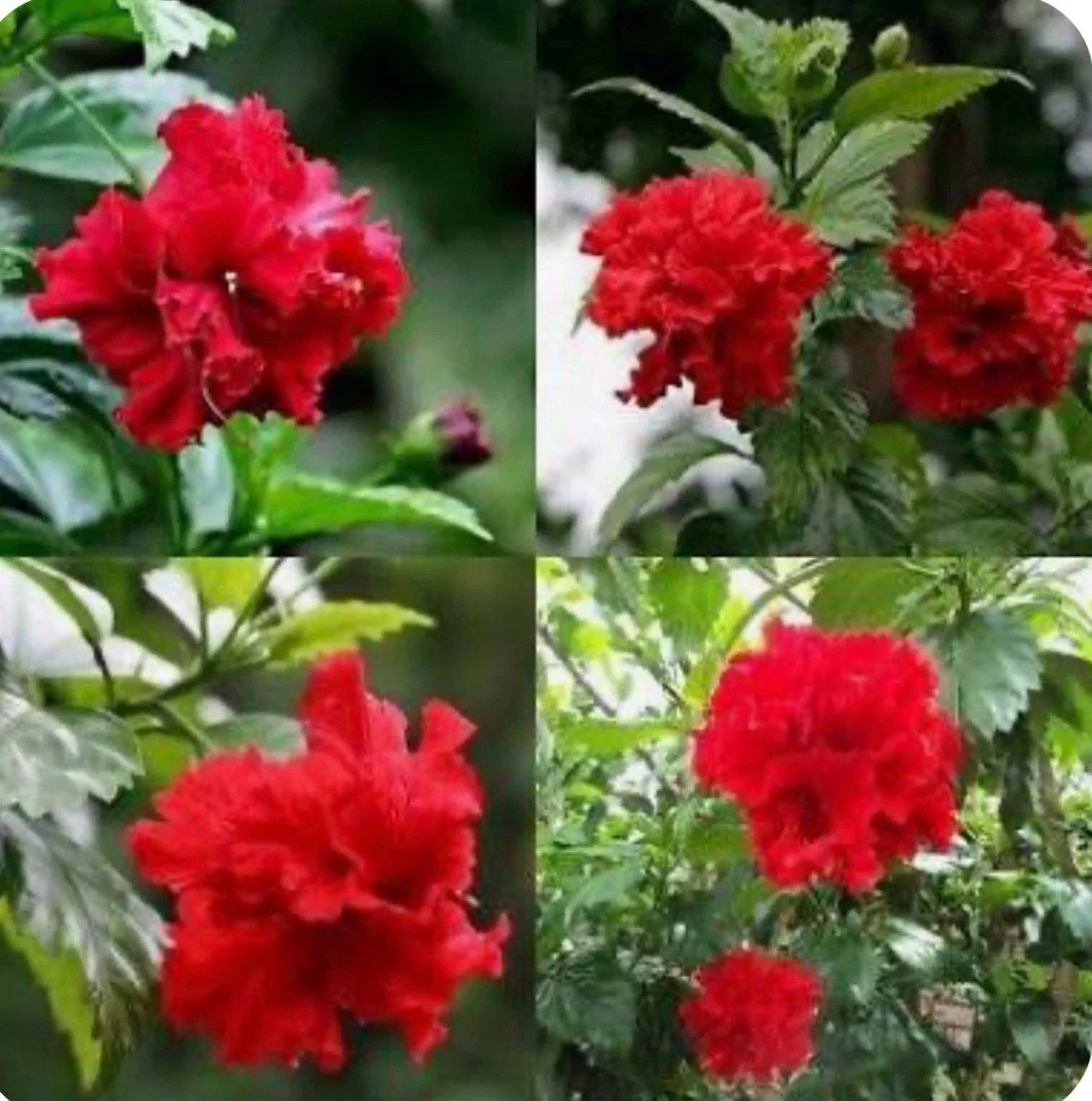 Red Dragon Hibiscus Plant - Small Rooted Starter - Hibiscus rosa-sinensis Tropical Flowering Plant for Garden, Pots, Borders