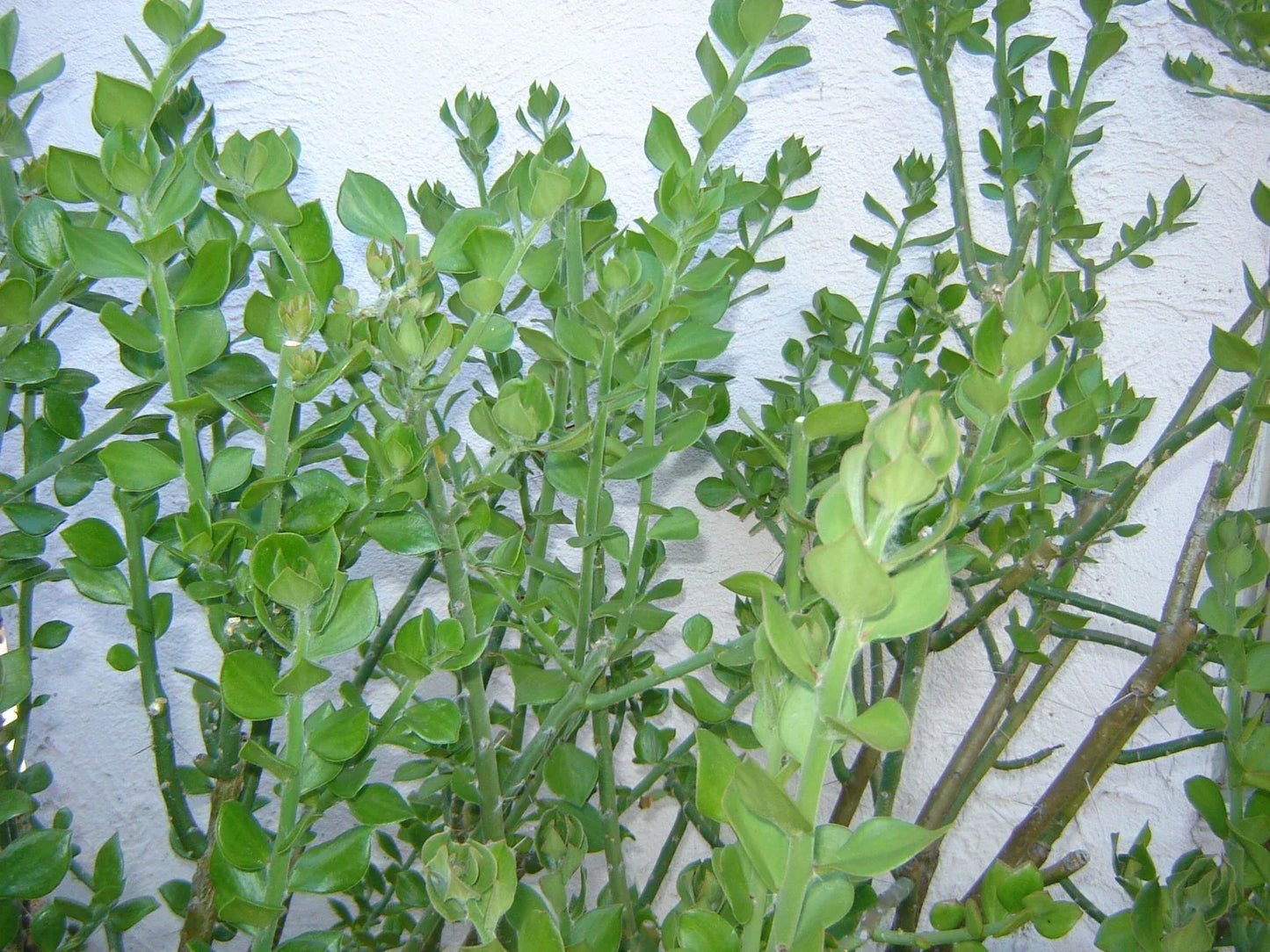 Pereskiopsis diguetii Grafting Stock Cuttings 5-6" for Cactus Grafting, Fast-Growing Succulent Propagation Material