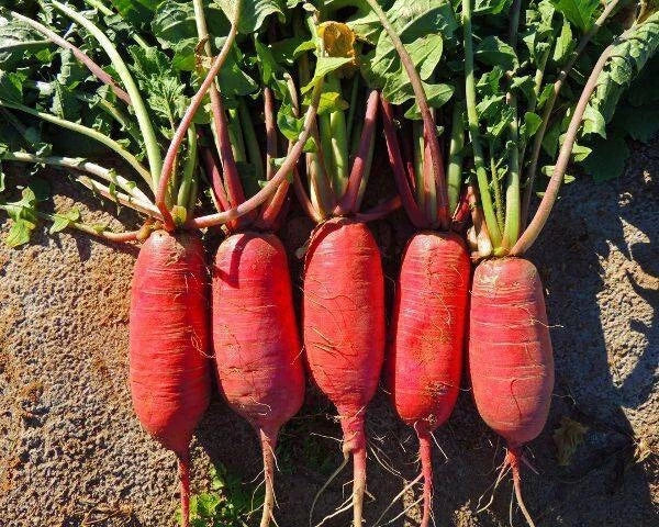 China Rose Radish Seeds - Organic Non-GMO Heirloom Raphanus sativus, 200+ Pack for Garden Planting
