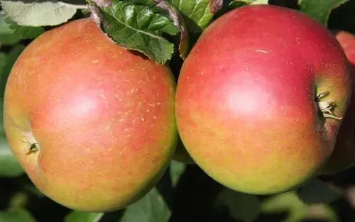 Annie Elizabeth Apple Seeds - Pack of 25+ - Heirloom, Non-GMO, USA Grown - Malus domestica