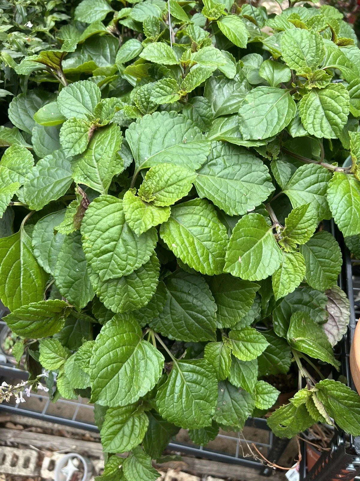 Swedish Ivy Cuttings - 5+ Live Creeping Charlie Plectranthus Australis Indoor Plant for Propagation and Ground Cover