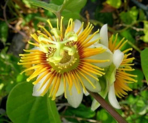 Yellow Holosericea Passion Flower Vine Starter Plant, Fragrant Passiflora, Climbing Vine for Gardens & Trellises, Passiflora holosericea