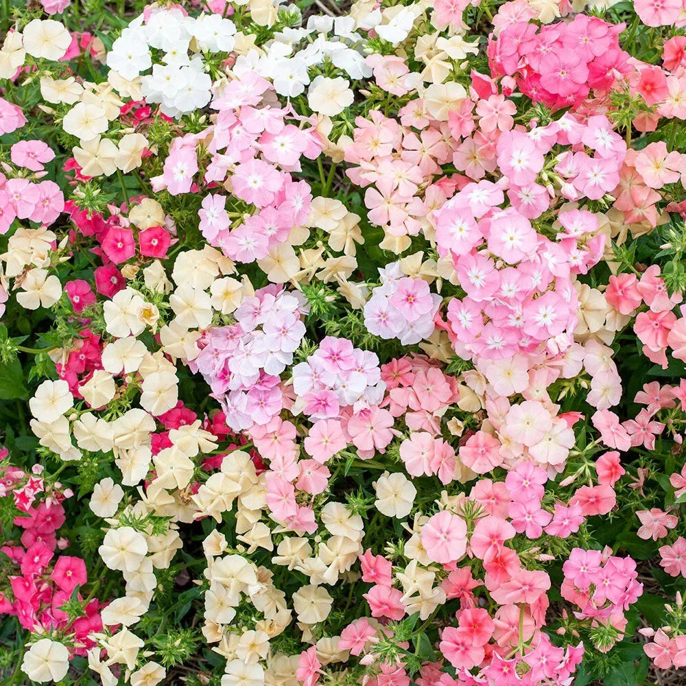 Sheep Phlox Seeds - 100+ Perennial Flower Seeds for Garden, Pink & White Blooms, Attracts Pollinators, Phlox stolonifera, Seed Packet
