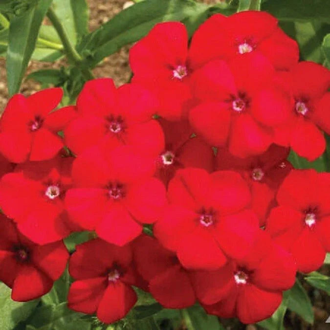 Red Phlox Seeds - 500 Non-GMO Heirloom Flower Seeds for Rock Gardens, Borders, and Containers - Phlox drummondii