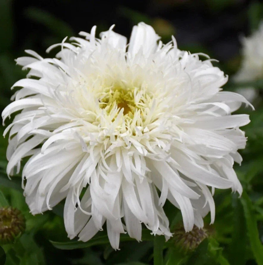 Daisy Marshmallow Plant - Perennial Flower with Vibrant Purple Blooms - Malva sylvestris for Garden or Container