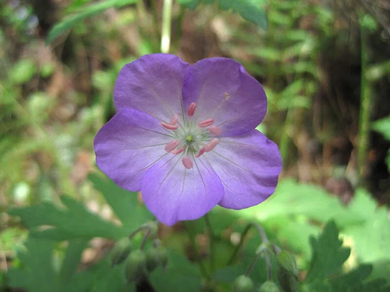 Wild Geranium Bare Root 15 Pack | Geranium maculatum Native Perennial for Gardens & Landscaping