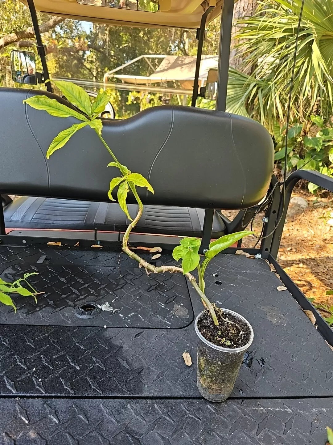 Syngonium Angustatum Live Plant 3.5" - Little Star Indoor Houseplant, Air Purifying Greenery, Compact Five Finger Variety