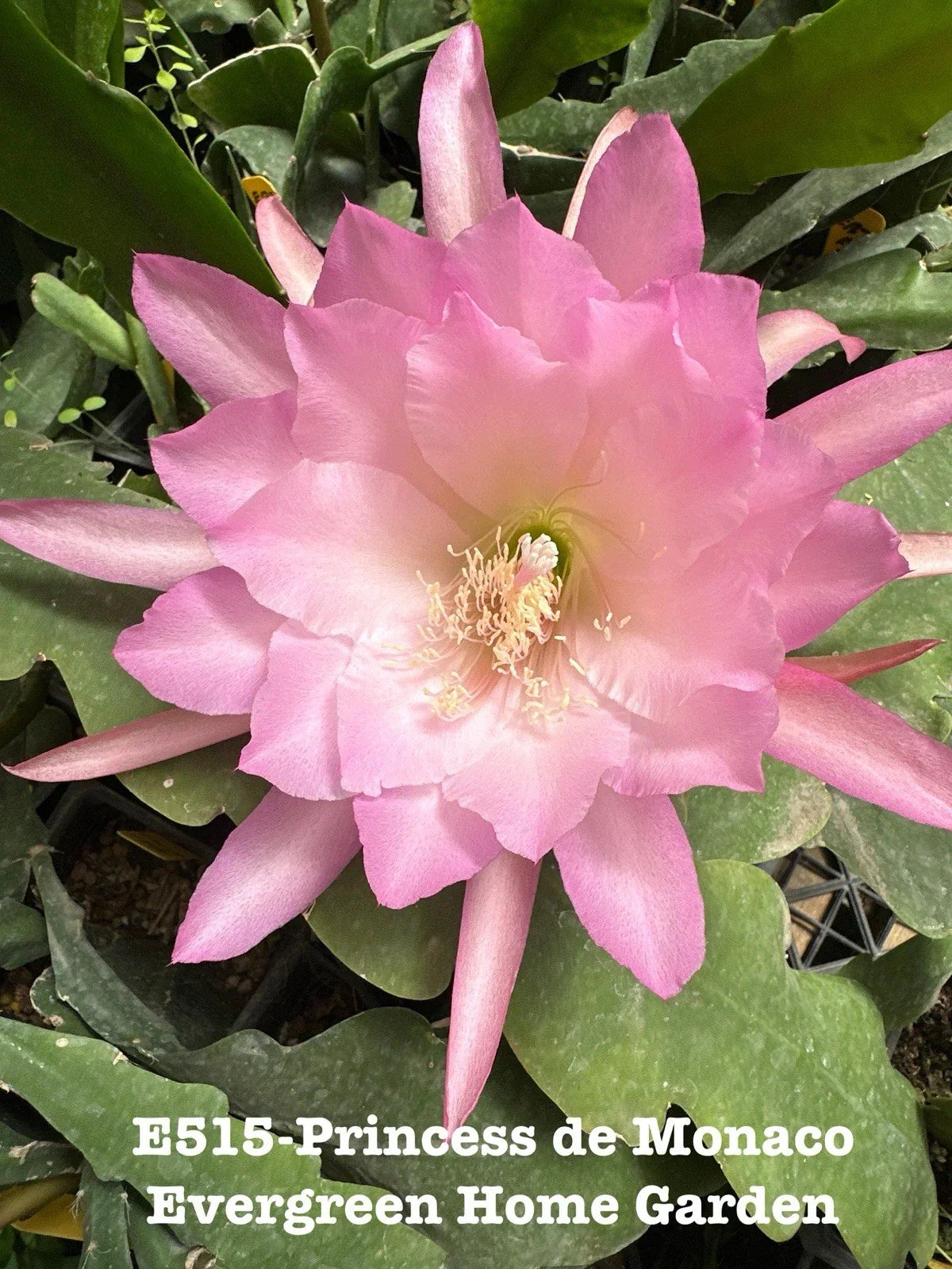 Epiphyllum Orchid Cactus “Princess De Monaco” 4-Inch Starter Pot - Rooted Tropical Houseplant, Indoor Garden, Showy Blooms